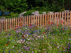 Flower meadow with fence in Bavaria
