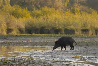 Wild boar