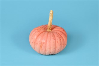 Pastel pink colored 'Miss Sophie Pink' Halloween pumpkin on blue background