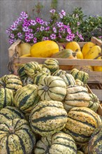 Crates filled with pumpkins and various squashes on an ecological farm. Bas-Rhin