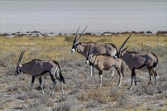 Group of oryx antelopes in front of the salt pan in Etosha National Park
