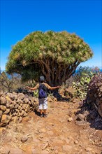 A young man in a giant dragon tree on the Las Tricias trail. Garafia town in the north of the island of La Palma
