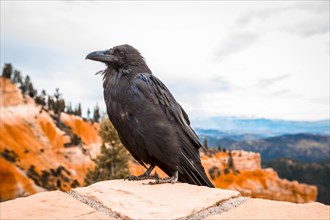A black vulture in Bryce National Park. Utah