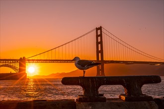A seagull at the Red Sunset in the Golden Gate of San Francisco. United States