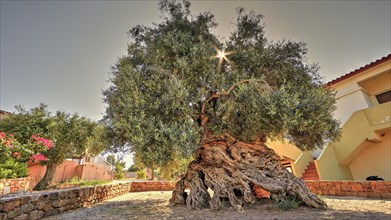 Oldest olive tree in the world?