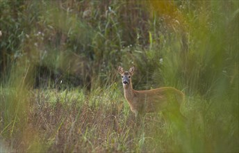 European roe deer