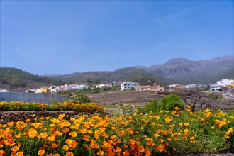 Orange flowers in the village of Vilaflor in the Teide Natural Park of Tenerife