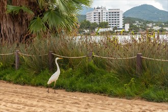 A white heron on the Arenal beach in the town of San Antonio Abad