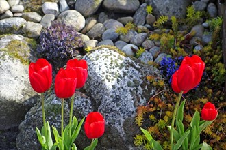 Red tulips