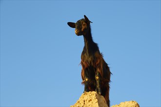 Black goat on boulder