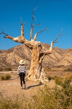 A young hiker girl with a hat visiting the tree of misfortune in the desert of Tabernas