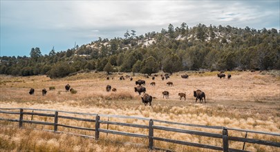 Buffalo farm on the way to Zion National Park