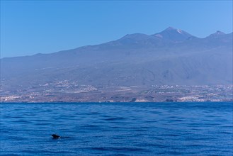 Tropical Calderon Whale off the Costa de Adeje in the south of Tenerife with Mount Teide in the background