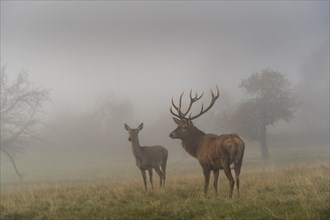 A red deer and a hind in autumn in fog. The stag has large antlers