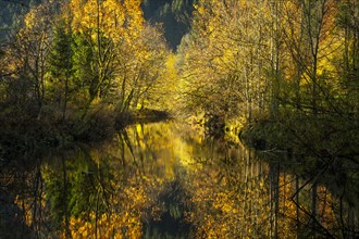 The river Untere Argen in the Allgaeu in autumn. Trees in autumn leaves