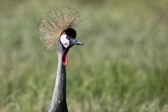 Black crowned crane