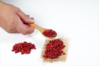 Woman hand holding wooden spoon with pink peppercorns isolated on white background and copy space