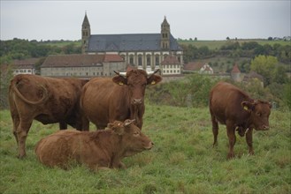 Limpurg cattle grazing in a meadow opposite Comburg Castle