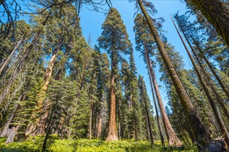 Giant trees in a meadow of Sequoia National Park