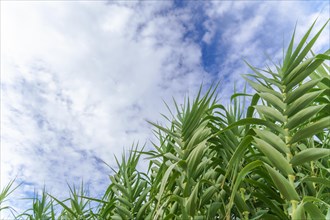 Bottom view of a corn field with blue sky and clouds in the background