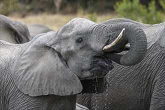 African elephant