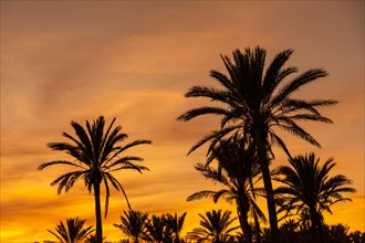 Silhouette of palm trees in an orange sunset in the town of Torrevieja. White coast of the Mediterranean Sea of Alicante. Spain