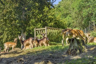 Fallow deer enclosure