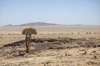 Desert-like landscape with quiver tree