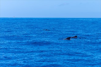 A pod of Calderon Tropical whales the smallest whale in the world off the Costa de Adeje in the south of Tenerife Canary Islands