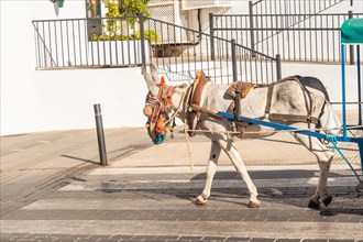Donkey carriage in the municipality of Mijas in Malaga. Andalusia