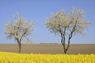 Blossoming cherries