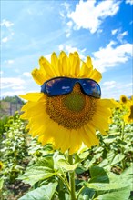 A cool sunflower with a sunglasses on a summer afternoon