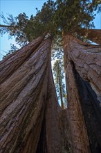 A sequoia view from a hole of a giant tree in Sequoia National Park