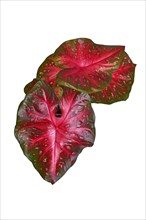 Top view of exotic Caladium Red Flash houseplant with bright red leaves on white background
