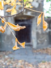 Foliage from a chestnut tree