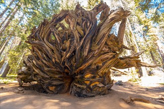 The roots of a giant tree in Sequoia National Park