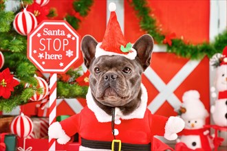 Portrait of French Bulldog wearing Santa Claus dog costume in front of seasonal Christmas decoration