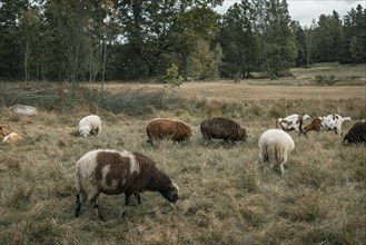 Grazing sheep and goats in the Blockheide