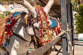A donkey groomed and dressed in traditional costume in the charming province of Malaga