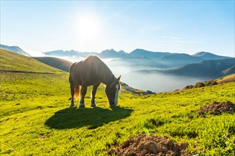 Free horses at sunrise on top of Mount Larrau
