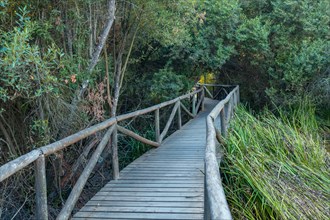 Wooden footbridge in the natural park of Donana