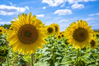 Two beautiful sunflowers in a field of Castilla y Leon