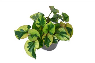Potted 'Houttuynia Cordata Chameleon' plant on white background