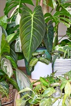 Urban jungle. Different tropical houseplants like Philodendron or pothos plants in flower pots
