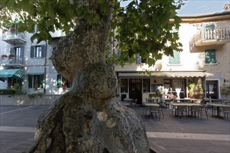 Plane tree in the old town
