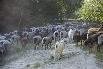 Heidschnucken and Boer goats