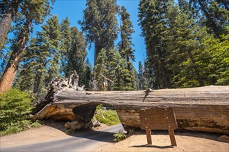 A woman in Sequoia National Park