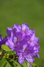 Flower of a rhododendron
