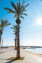 Beach with palm trees in the coastal town of Torrevieja next to the Playa del Cura