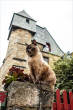 A cat in the medieval streets of Vitre. Ille-et-Vilaine department